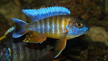 How to Make Your Own Tank Divider