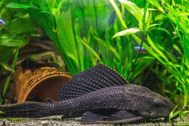 tropical fish algae eaters pleco