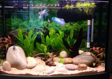 Cultivating An Amazon Biotope Tank Ratemyfishtank Com