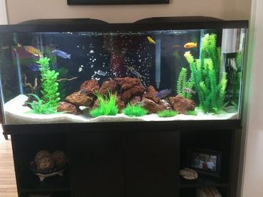 low maintenance fish tank