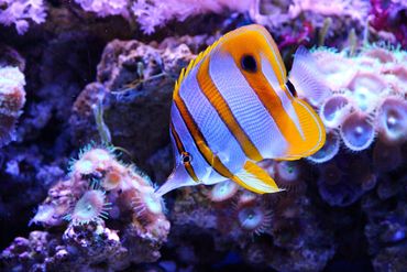 Guidelines For Stocking A Saltwater / Reef Aquarium