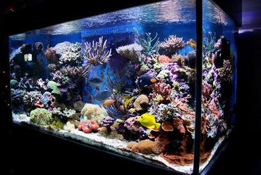 Establishing up a Clean-up Crew in Your Saltwater Aquarium