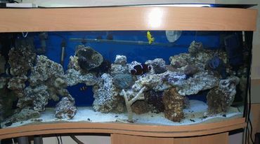 Creating Your Own Live Rock For Saltwater Tanks