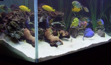 cichlid community tank