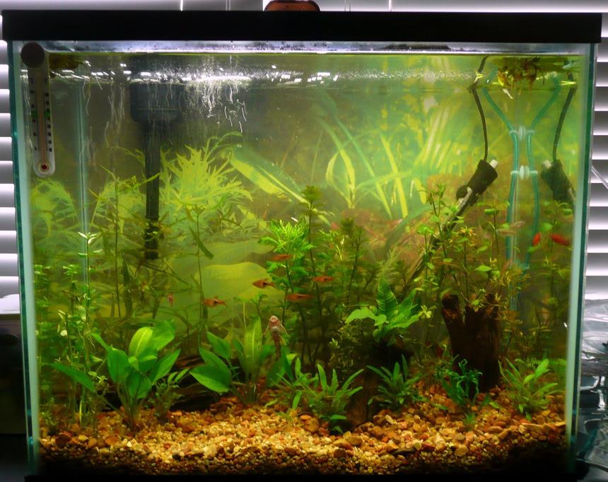 Rated #122: 25 Gallons Planted Tank - planted tank with endler, platy, ghost shrimp, straited botia, harlequin rasboras, neon tetras, female crowntail bettas.   Seperate betta tanks for plakat, crowntail and EE Halfmoon.