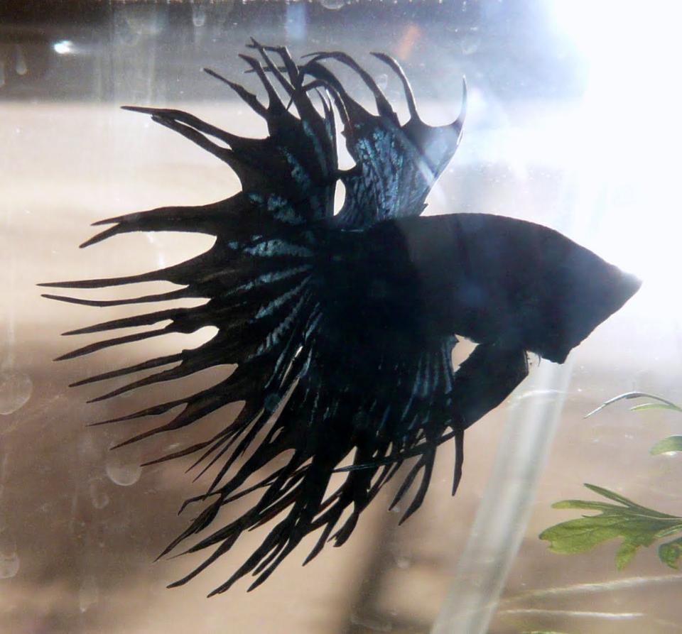 freshwater fish - betta splendens - crown tail betta stocking in 25 gallons tank - crown tail black orchid betta
