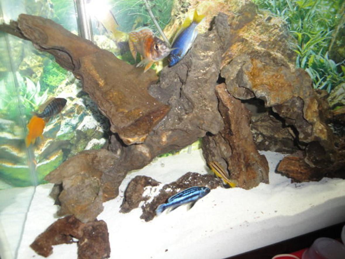 freshwater fish - melanochromis johannii - johanni cichlid stocking in 37 gallons tank - Most of my Cichlids in this one, some were hiding, however.