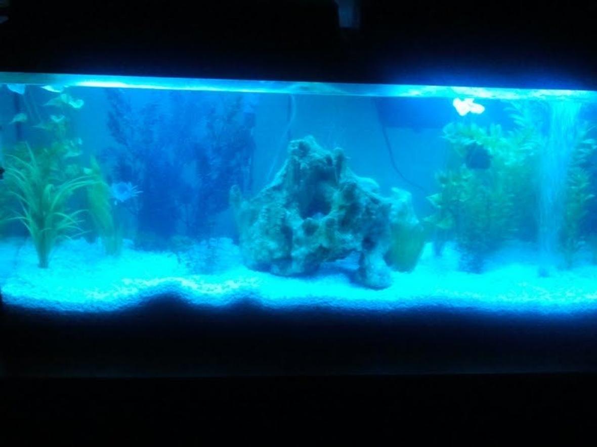 fish tank picture