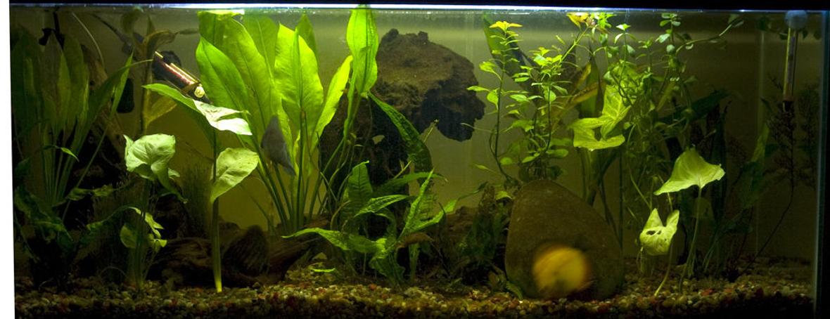 30 gallons planted tank (mostly live plants and fish) - 30 Gal discus