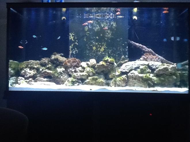 90 gallons reef tank (mostly live coral and fish) - Starting up my reef tank. Its only been running for a month or so.