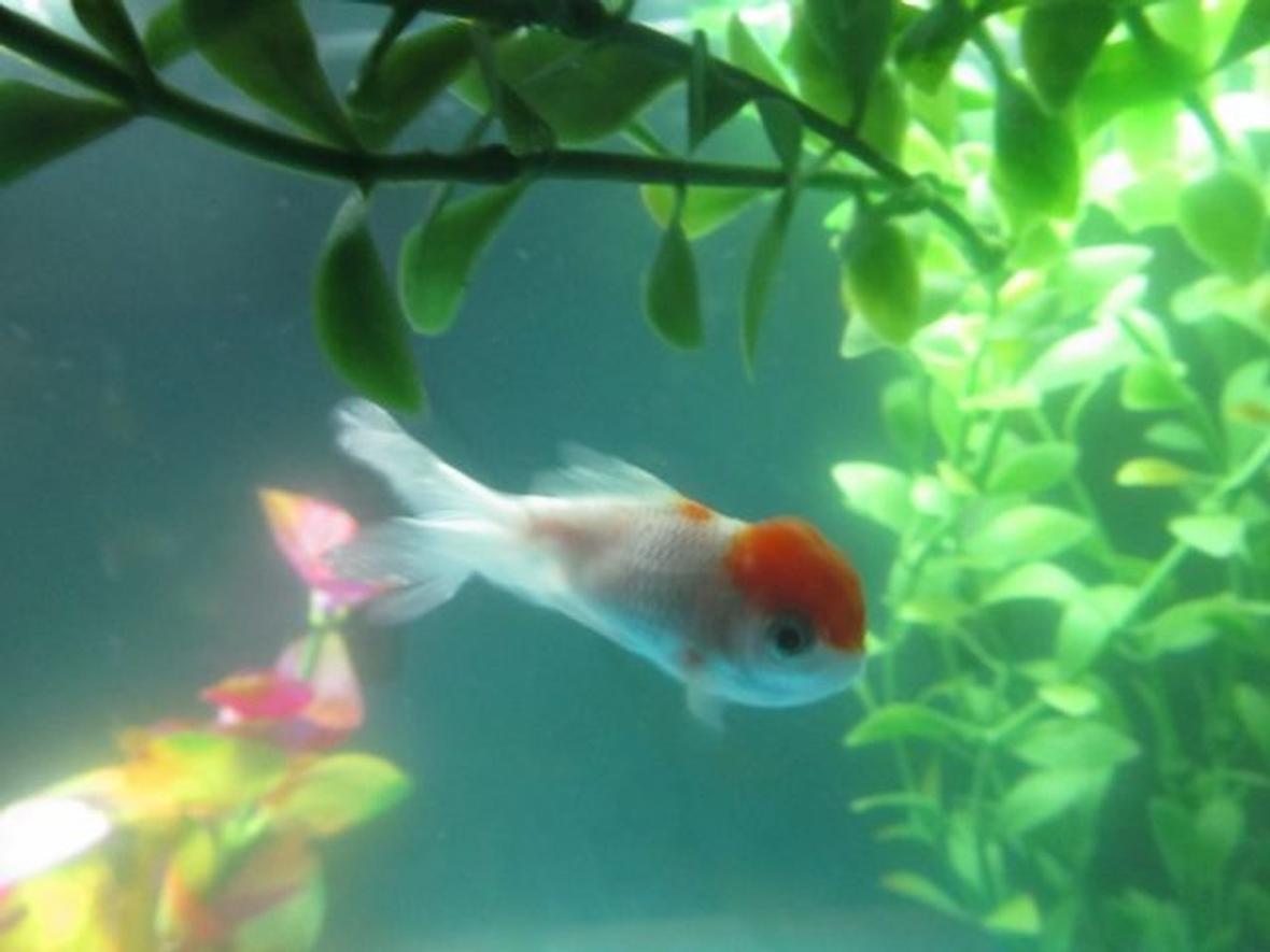 freshwater fish - carassius auratus - red cap oranda goldfish stocking in 15 gallons tank - Chad, my red cap oranda.