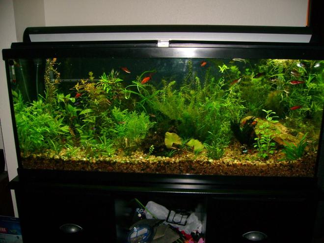 55 gallons planted tank (mostly live plants and fish) - Standard 55 gallon glass tank. Started as a community tank with no live plants and has been morphing into the fully planted tank you see.