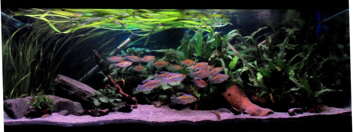 90 gallons planted tank (mostly live plants and fish) - 90 gallon wider that it is tall as it was originally home to 6 axolotls and floor space was more important than water depth. Sand substrate, extreme low light. It is now a planted african river biotope tank. (yeah I know java fern isnt african) All fish are African riverine species including: 1 x Elephant nose, 1 x African Brown Knife Fish, 6 x Featherfin Synodontis Catfish, 2 x Upsidedown Catfish, 2 x Kribensis, 2 x Spotted African Climbing Perch, 19 x Congo Tetras, 2 x African Butterfly Fish. Plants are all low light species: Java Fern, Anubias, Vallis. Tech: LIGHTING:Very low tech, 1 x 40w Hagen Auaglo flourescent and 1 x 24w Actinic blue moon light for night time viewing. Its a miracle that any plants grow hence why I have had to sacrifice a "true" African biotope by using Java Fern as it is one of the only plants to survive such low light conditions. FILTRATION: Fluval 304 external cannister filter and Fluval U4 internal filter. HEATING: 2 x Interpet 350w submersible heaters. Dosing: None, except the addition of black water extract to darken and condition the water during water change.