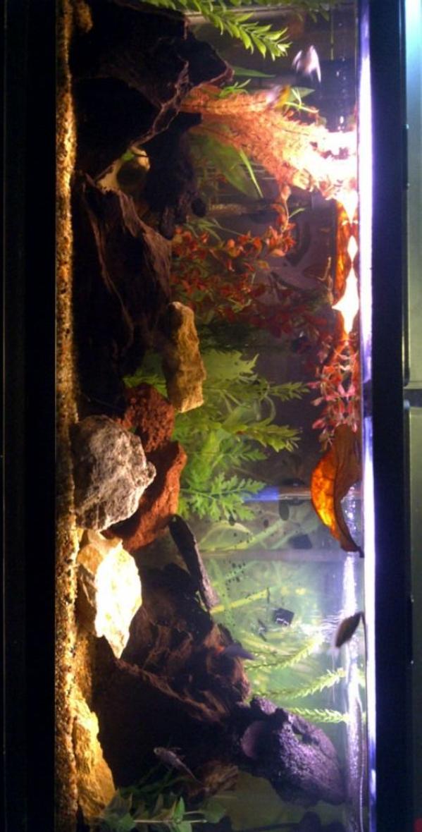 Rated #69: 55 Gallons Freshwater Fish Tank - My Blackwater Aquarium