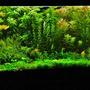 77 gallons planted tank (mostly live plants and fish) - look for yourself....