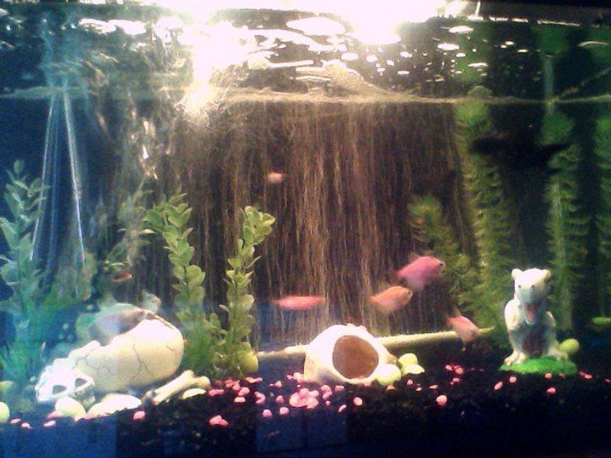 Rated #3972: 30 Gallons Freshwater Fish Tank - my tank
