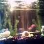 30 gallons freshwater fish tank (mostly fish and non-living decorations) - my tank
