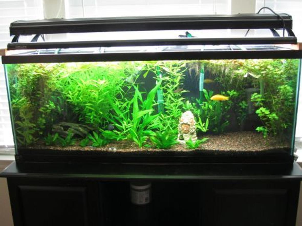 60 gallons planted tank (mostly live plants and fish) - My growing jungle