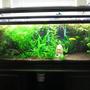 60 gallons planted tank (mostly live plants and fish) - My growing jungle