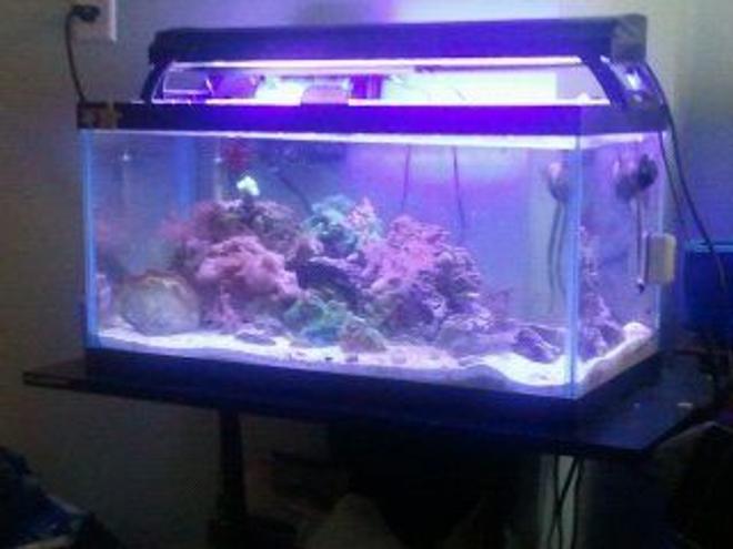 55 gallons reef tank (mostly live coral and fish) - my 15 gallon nano reef