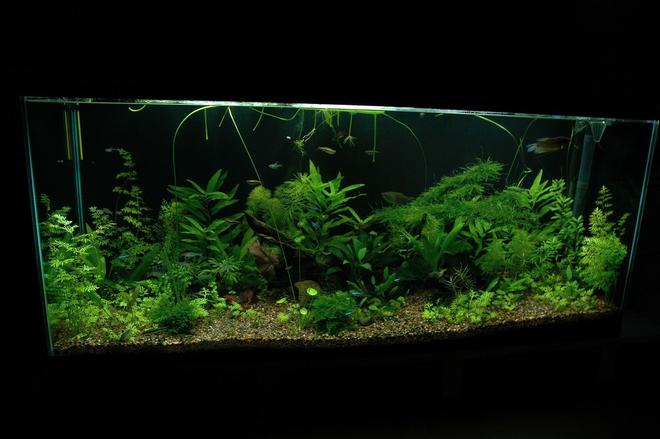 58 gallons planted tank (mostly live plants and fish) - This picture is taken at 6 weeks after tank setup.