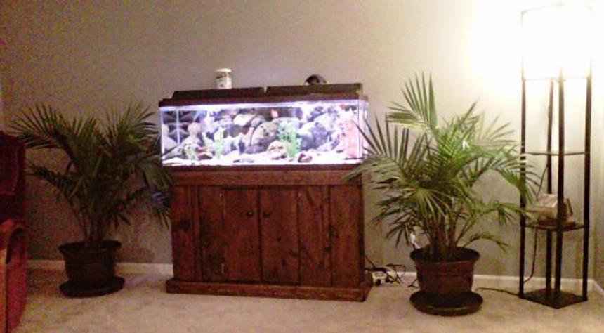 Rated #3010: 55 Gallons Freshwater Fish Tank