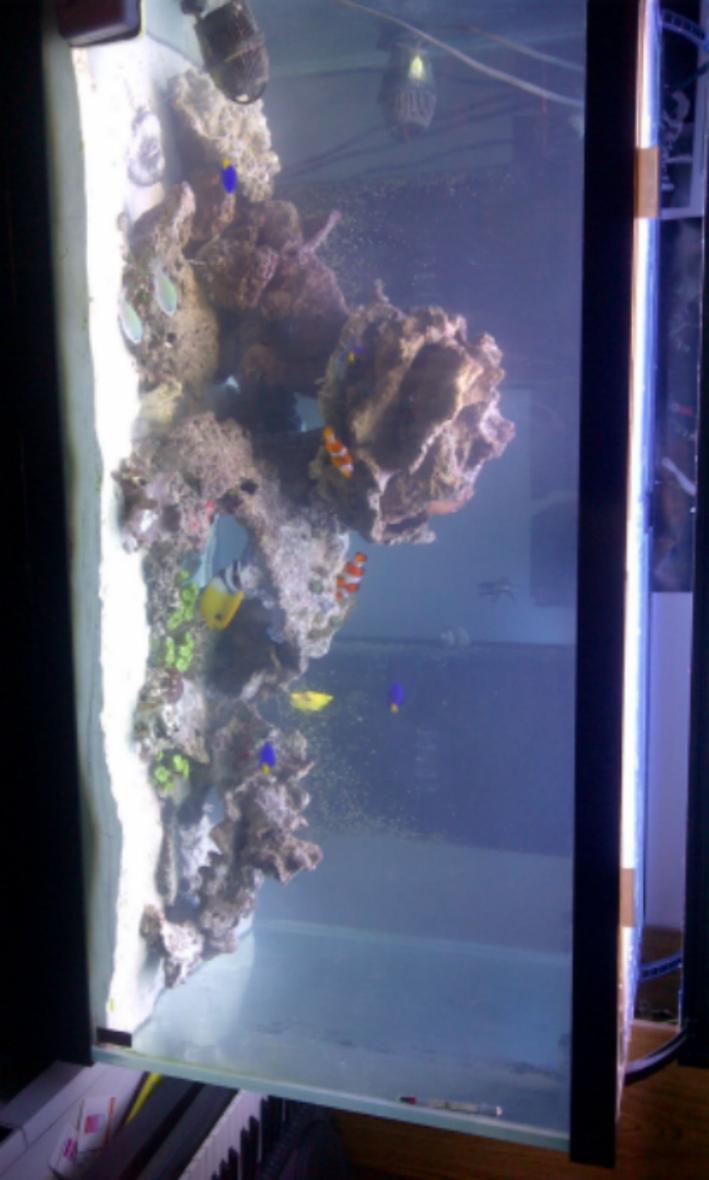 Rated #70: 55 Gallons Reef Tank - new reed tank just purchased.
