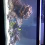 55 gallons reef tank (mostly live coral and fish) - new reed tank just purchased.