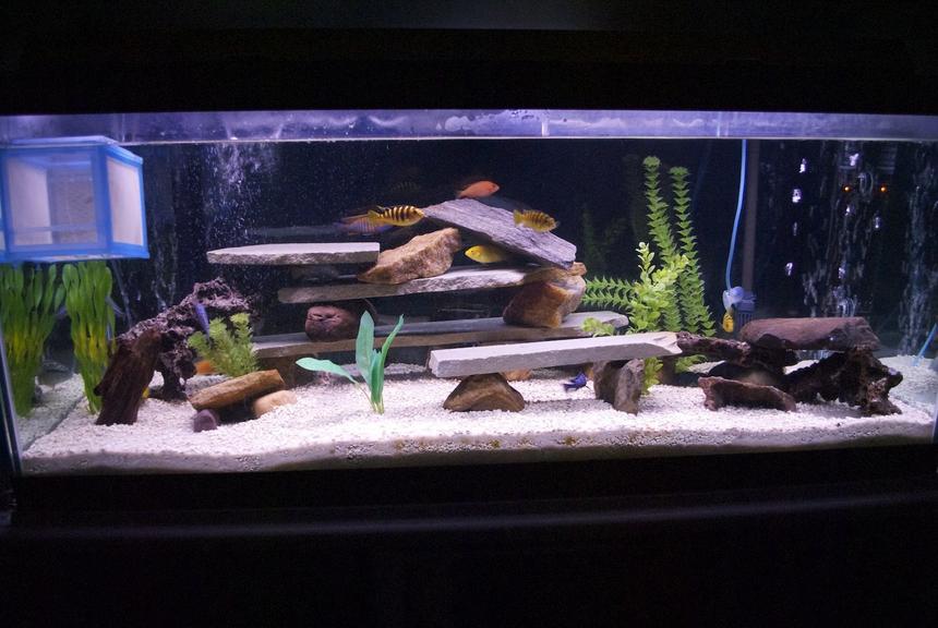 Rated #1754: 75 Gallons Freshwater Fish Tank - first 75 gal African Cichlid tank with Tire Track Eel and Cobalt Lobster.