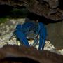 corals inverts - procambarus clarkii - hammers cobalt blue lobster stocking in 75 gallons tank - cobalt lobster