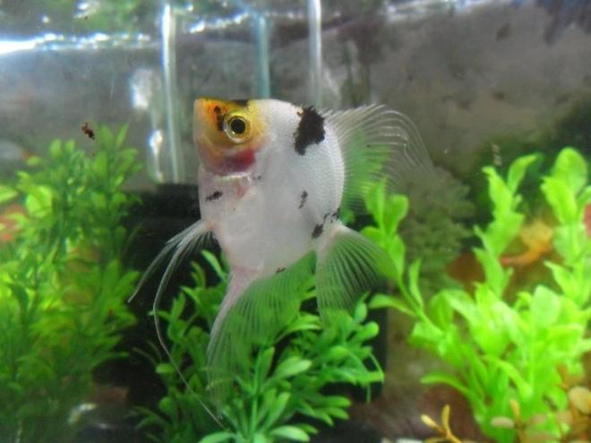 freshwater fish - pterophyllum sp. - koi angel stocking in 15 gallons tank - king, my angelfish! ;)