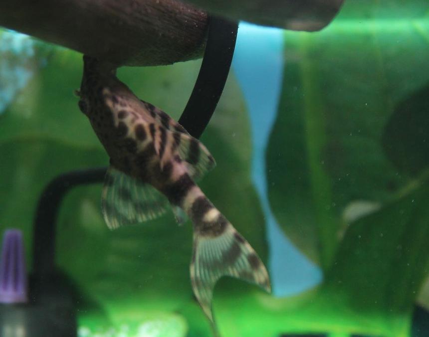 Rated #55: Freshwater Fish - Hypancistrus Sp. - Gypsy King Tiger Pleco (l-66) Stocking In 50 Gallons Tank