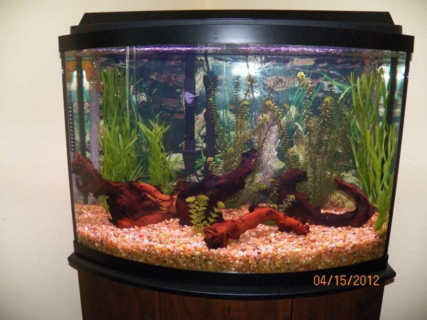 Rated #2091: 36 Gallons Freshwater Fish Tank - Set up for Discus