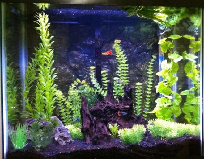 30 gallons freshwater fish tank (mostly fish and non-living decorations) - Freshwater tank with artificial plants, guppies, neon tetras