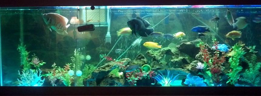Rated #98: 125 Gallons Freshwater Fish Tank - Ive had this tank for under a year
now. I have a 125 gallon tank made
into a community tank with assorted
South African Cichlids, a Albino and
a Tiger Oscar, Afra Cichlid, Tiger
Barbs, Severums, Tire Track and a
Peacock Eel, Danio Minnows, Red Tail
Rainbow Shark, Silver Dollars,
Plecos and more...

I use a 48" T5 double ballast light,
a Fluval405 filter, Aqueon 30-60
waterfall filter.  I have Led lights
for a little extra color and a
curtain wand to keep the fish more
active.  Most of my plants are
artificial but I have 50 lbs of live
rocks in there for the new small
cichlids that were born. I have a
splitter in tank to separate Albino
Oscar since he ate a dozen of my
other cichlids in there.  I have a
little over 50 fish in there right
now. I had an addiction to buy. 
Slowing down letting it chill and
run their course.  Enjoyable little
hobby
