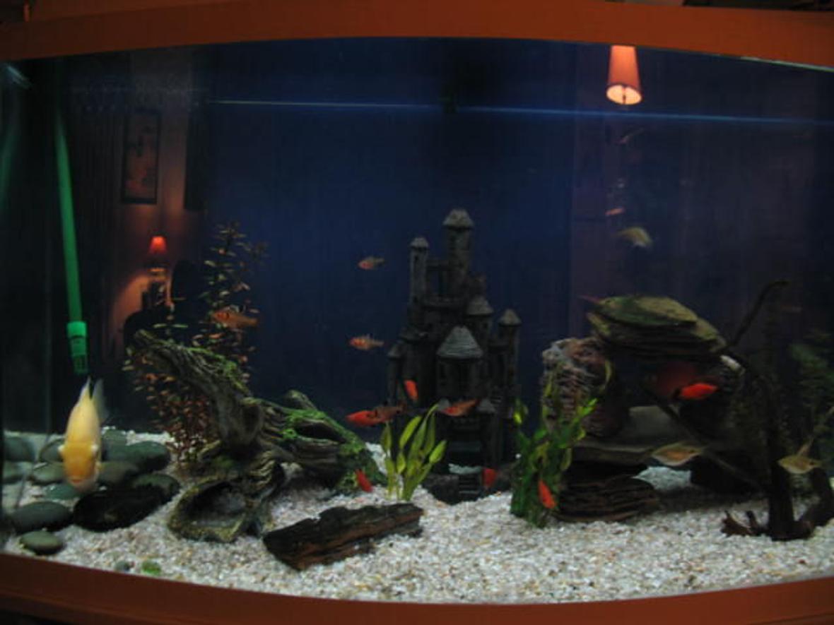 46 gallons freshwater fish tank (mostly fish and non-living decorations) - 46 bowfront