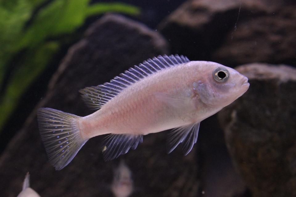 freshwater fish - pseudotropheus acei - acei cichlid stocking in 50 gallons tank - Yellow Tail Acei