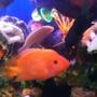 freshwater fish - astronotus ocellatus - tiger oscar, albino stocking in 50 gallons tank