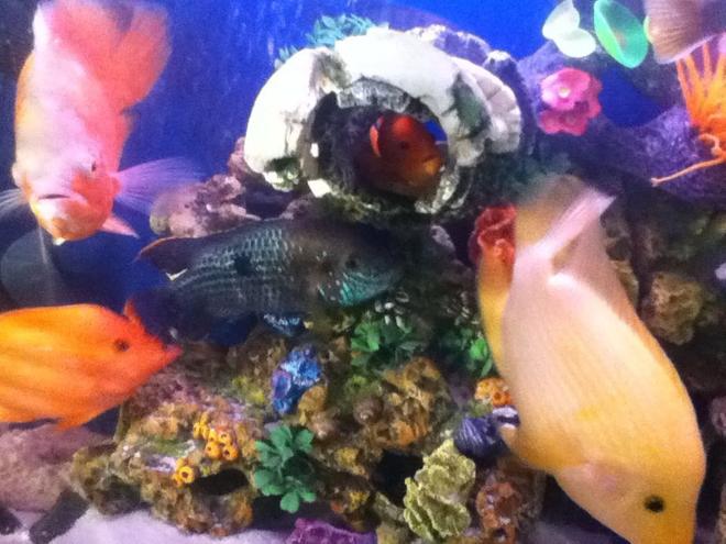 freshwater fish - aequidens rivulatus - green terror stocking in 50 gallons tank