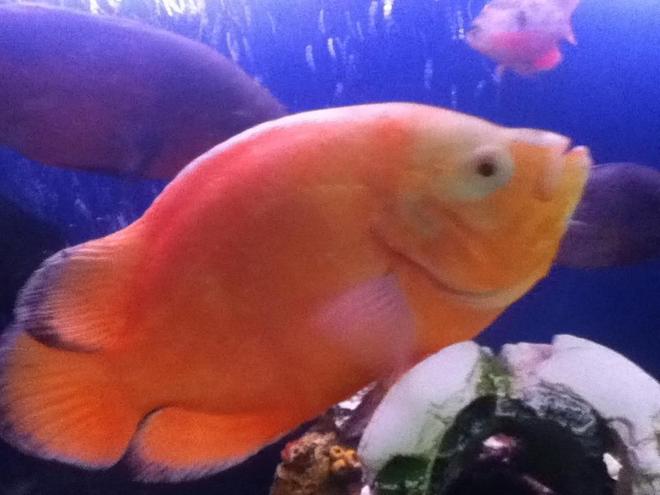 freshwater fish - astronotus ocellatus - tiger oscar, albino stocking in 50 gallons tank