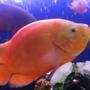 freshwater fish - astronotus ocellatus - tiger oscar, albino stocking in 50 gallons tank