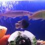freshwater fish - astronotus ocellatus - tiger oscar, albino stocking in 50 gallons tank