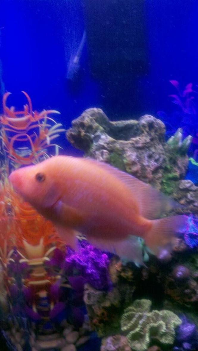 freshwater fish - amphilophus labiatus - red devil stocking in 50 gallons tank