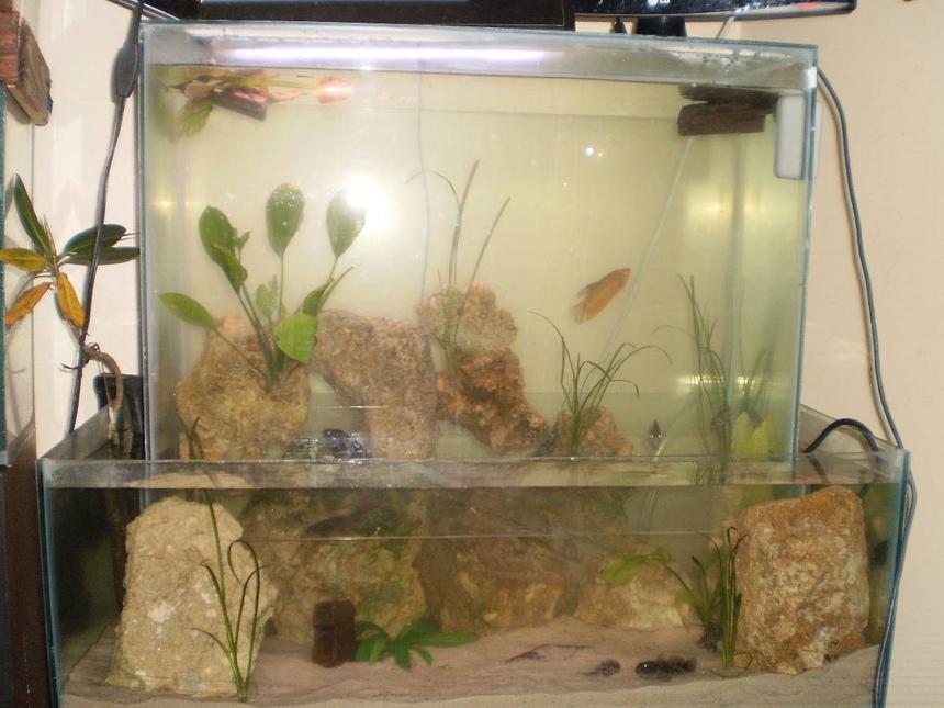 Rated #112: 90 Gallons Planted Tank - this is my 90 gallon open bottom fish tank, im using a 35 gallon breeder tank as the base and a 55 gallon tall as the top tank. the 55 gallon is suspended just under the 35 gallon's water level so the suspended water doesn't drop. this illusion is also good for the top, middle, and bottom dwelling fish to keep their natural pressure. im currently housing 3 african chichlids, 1 cobra gourmis, 1 red oscar, 3 convict chichlids, 1 redfin shark, 1 bluegill, 5 round goby's , 1 pleco, 1 baby map turtle who stays inside the top tank on a basking spot i put up there. theres sword plants spread amongts the rocks and serventrums i think their called. please leave a comment and tell me what you think.