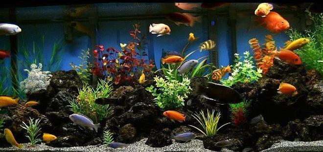 75 gallons freshwater fish tank (mostly fish and non-living decorations) - 75 Gallon Cichlid Tank