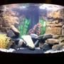 44 gallons freshwater fish tank (mostly fish and non-living decorations) - Mbuna tank