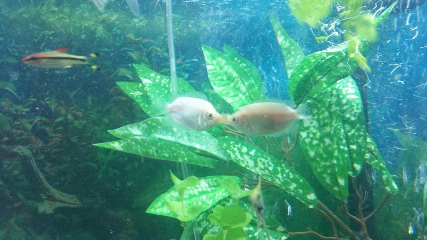Rated #40: Freshwater Fish - Helostoma Temmincki - Kissing Gourami Stocking In 75 Gallons Tank - My "kissing" fish