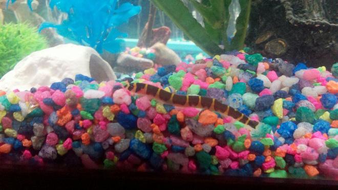freshwater fish - pangio sp. - black kuhlii loach stocking in 75 gallons tank - One of my khuli loaches