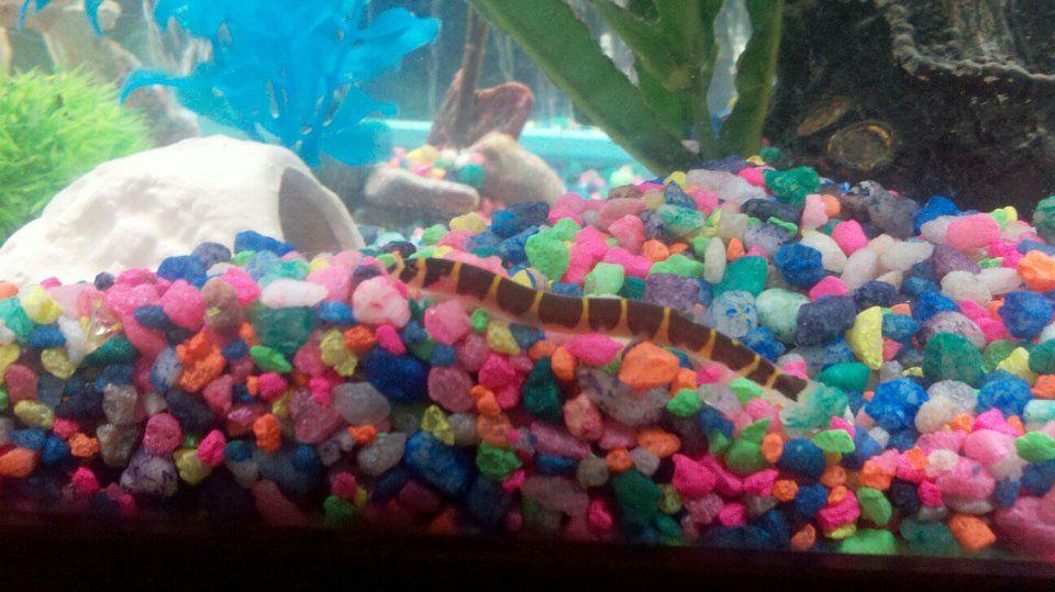freshwater fish - pangio sp. - black kuhlii loach stocking in 75 gallons tank - One of my khuli loaches