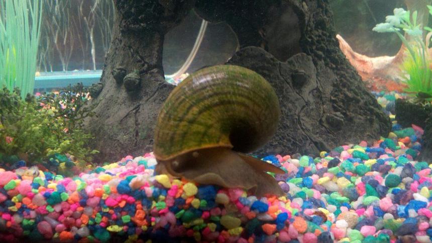 Rated #26: Corals Inverts - Pomacea Canaliculata - Apple Snail Stocking In 75 Gallons Tank - "Gary" my apple snail...my kids named him..